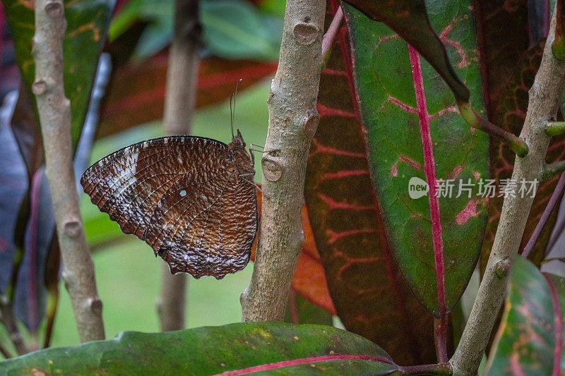 普通棕榈，(Elymnias hypermnestra)，普通棕榈蝴蝶。